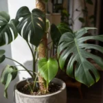 Dlaczego monstera nie ma dziur w liściach? Co wpływa na fenestracje