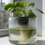 Glony w hydroponice – dlaczego się pojawiają i jak je ograniczyć?