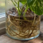 Brązowe korzenie w hydroponice – naturalne zabarwienie, osad czy początek gnicia?